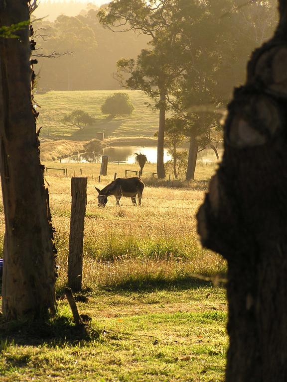 Misty Valley Country Cottages Harewood Exterior photo